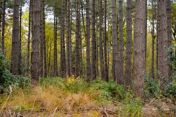 Erba Selvatica Arbusti Che Crescono Sotto Alberi Pino Con Spazio — Foto Stock