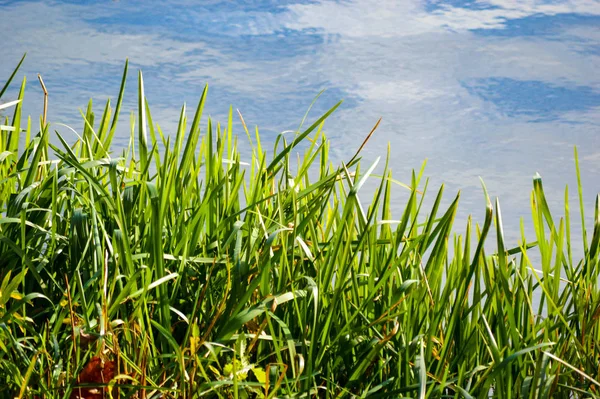 Fris Groen Gras Met Een Blauwe Lucht Met Witte Wolken — Stockfoto