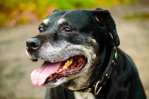Sarı Dişleri Tasması Açık Havada Oturan Siyah Gri Bir Köpek — Stok fotoğraf