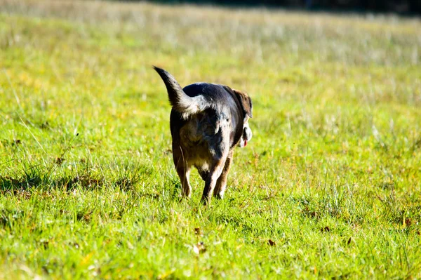 Cão Preto Bronzeado Fugindo Câmera Através Grama Verde Com Espaço — Fotografia de Stock