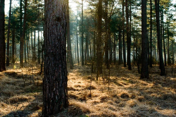 Солнечный Свет Сияющий Сквозь Различные Деревья Осеннем Лесу Кучами Травы — стоковое фото