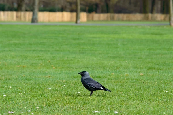 Grande Corvo Nero Piedi Lateralmente Prato Verde Pulito Parco Come — Foto Stock