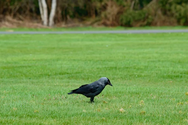 Einzelne Große Schwarze Krähe Auf Der Futtersuche Auf Grünem Gras — Stockfoto