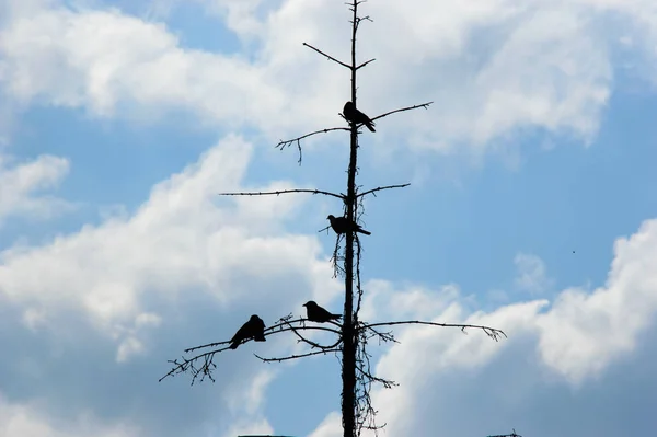 Силуэт Черных Ворон Сидящих Ветвях Мертвого Дерева Фоне Облачного Голубого — стоковое фото