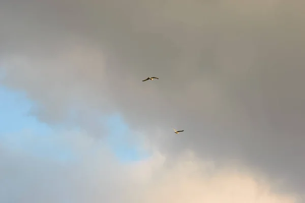 Par Pássaros Grandes Tipo Predador Voando Sob Nuvens Cinzas Com — Fotografia de Stock