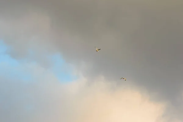 Две Птицы Летят Вдалеке Серых Облаков Покрывающих Голубое Небо Белые — стоковое фото