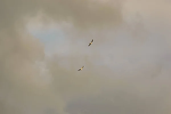 Two Birds Distance Flying Gathering Grey Storm Clouds Obscuring Blue — Stock Photo, Image