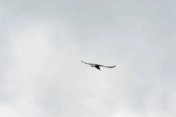 Vista Trasera Solo Pájaro Grande Vuelo Bajo Cielo Gris Con — Foto de Stock