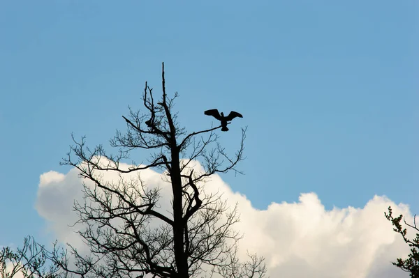 하늘과 푹신한 배경이있는 오래된 나무의 가지를 착륙또는 떠나는 날개가있는 — 스톡 사진