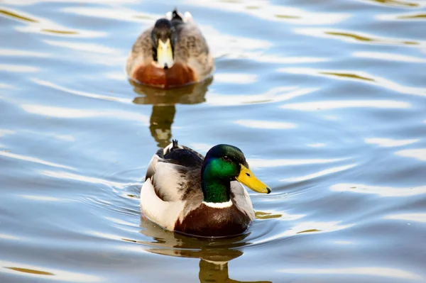 Cerca Par Ánades Nadadores Acercándose Cámara Agua Tranquila Lago Con —  Fotos de Stock