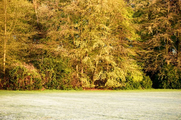 Wczesnym Rankiem Jesienią Sezonu Tło Sceny Niskiej Trawy Cięte Pobliżu — Zdjęcie stockowe