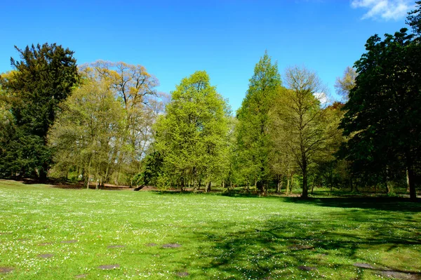 風光明媚な季節の風景の中で澄んだ青空の下で芝生や草原を囲む公園の木々の新鮮な緑の春の葉 — ストック写真