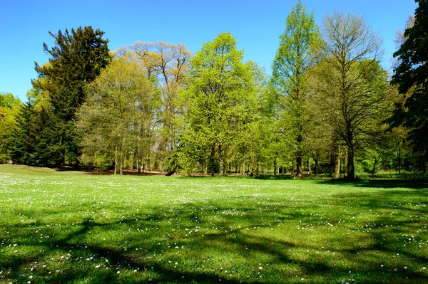 Paisagem Primavera Verde Fresco Com Árvores Floresta Prado Verde Parque — Fotografia de Stock