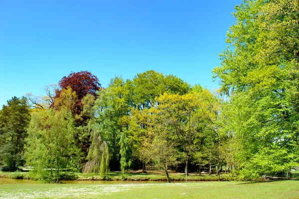 Wiosna Krajobraz Świeżych Zielonych Nowych Liści Różne Drzewa Parku Pięknym — Zdjęcie stockowe