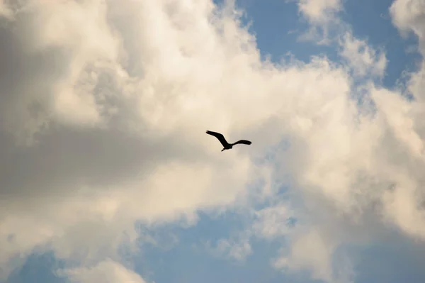 Pájaro Grande Volando Cielo Azul Lleno Nubes Blancas Dispersas Espacio —  Fotos de Stock
