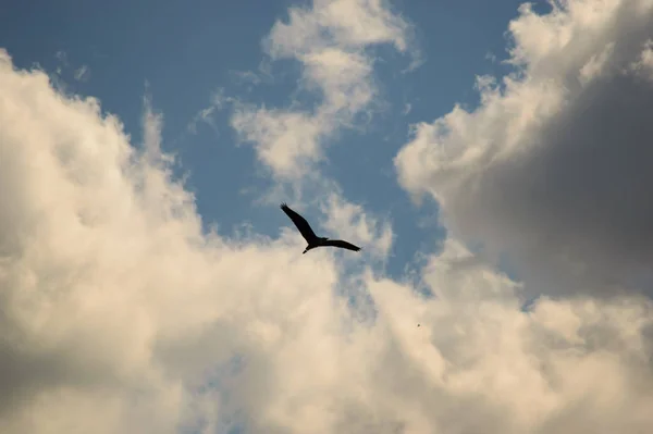 Eenzame Grote Vogel Vliegen Aangename Hemel Gevuld Met Verspreide Witte — Stockfoto
