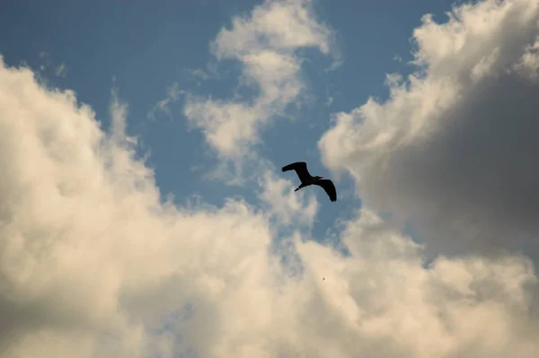 Silhouet Van Een Vogel Die Hoog Lucht Vliegt Met Zich — Stockfoto