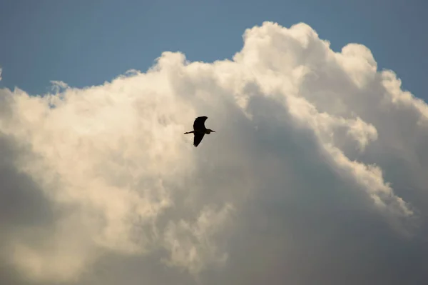 晴れた青空の下で高くそびえる白い積雲の間を飛んでいる鳥のシルエット — ストック写真