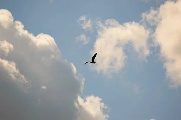 Único Pássaro Voando Alto Céu Azul Direção Nuvens Cúmulos Brancas — Fotografia de Stock