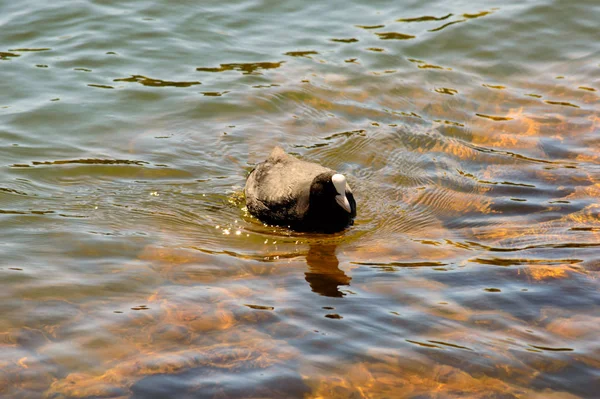 Moorhuhn Schwimmt Flachen Plätschernden Wasser Eines Sees Der Sich Der — Stockfoto