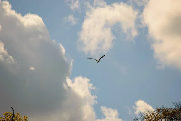 Enkele Grote Vogel Met Vleugels Vorm Van Letter Als Het — Stockfoto