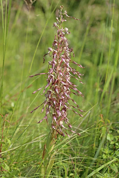 Himantoglossum Hircinum Himantoglossum Hircinum — Foto de Stock