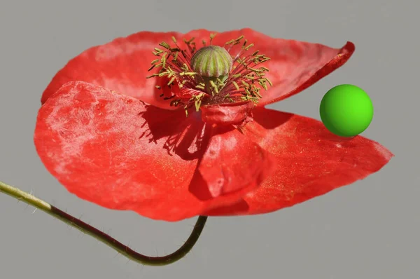 Digitale Bildbearbeitung Einer Offenen Roten Mohnblüte Mit Grünem Ball — Stockfoto