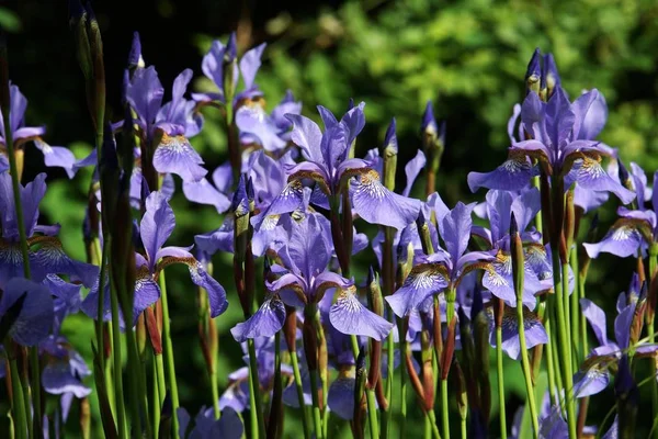 blue lilies in a botanical garden