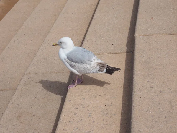 Möwe Seevögel Aka Möwe Oder Miau Vogel Tier — Stockfoto