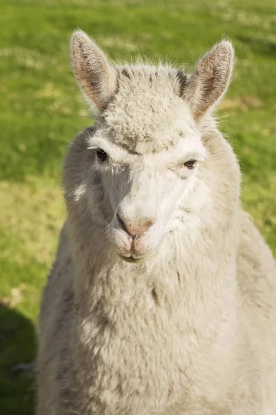 Närbild Lama Ligger Gräsmattan Arequipa Peru — Stockfoto