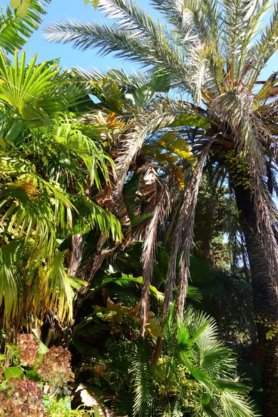 Spain Blanes Provinz Gerona Botanischer Garten Palmen Kakteen — Stock Photo, Image