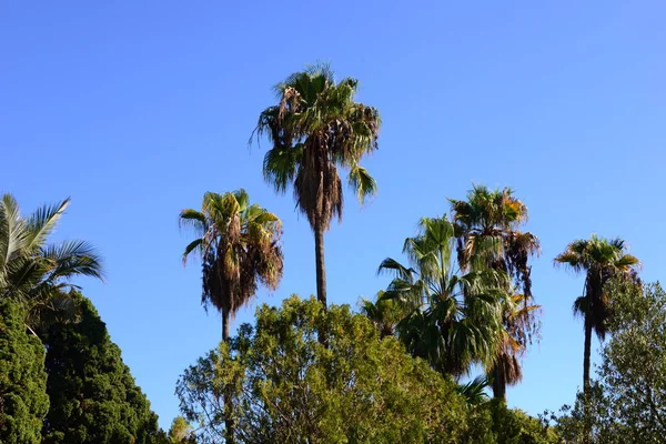 Spanien Blanes Provinz Gerona Botanischer Garten Palmen Kakteen — Stockfoto