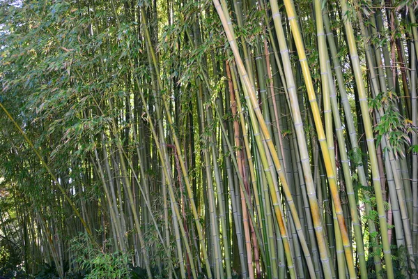 Spanje Blanes Gerona Provincie Botanische Tuin Palm Cactussen — Stockfoto