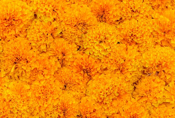 Narancs Marigold Virág Vagy Tagetes Virág Minta Háttér — Stock Fotó