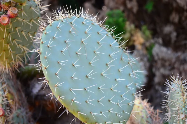 Кактусова Рослина Ботанічна Рослина Шипами — стокове фото