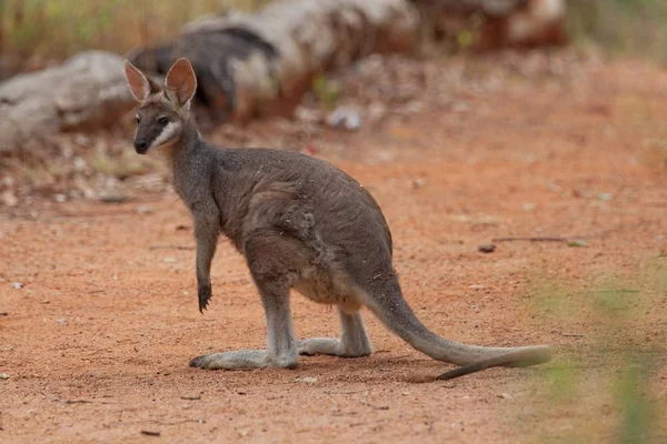 かわいいカンガルーやオーストラリアの哺乳類 — ストック写真