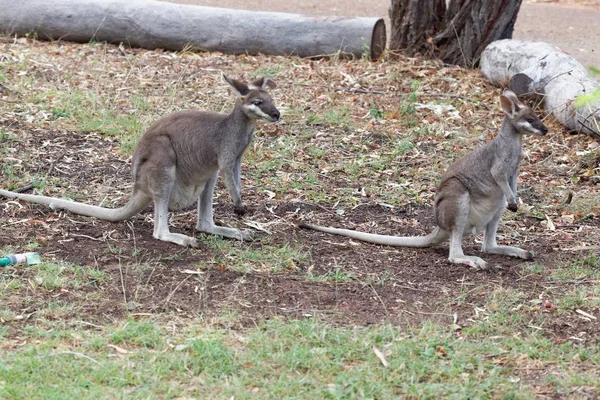 Lindo Canguro Animal Mamífero Australiano —  Fotos de Stock