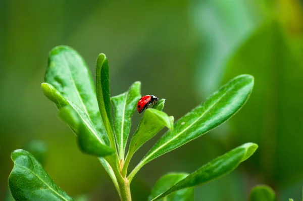 Closeup Ladybug Leaf Garden — Stock Photo, Image