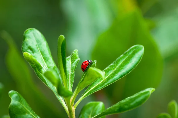 Primer Plano Mariquita Una Hoja Jardín —  Fotos de Stock