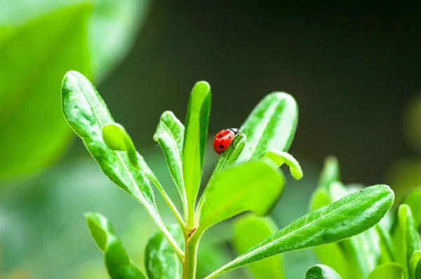 庭の葉っぱの上にてんとう虫のクローズ アップ — ストック写真