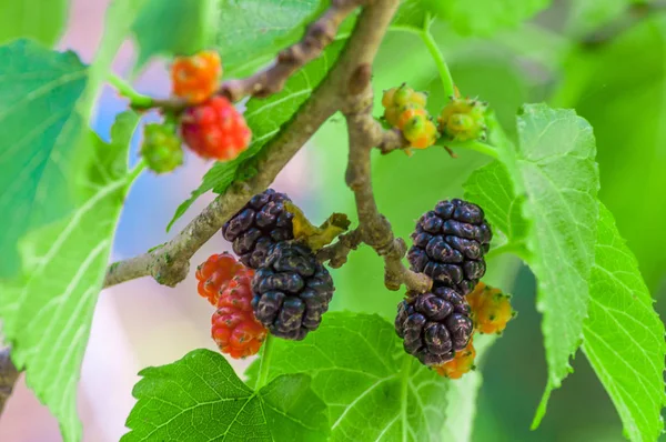 Bunte Maulbeeren Baum Sommer — Stockfoto