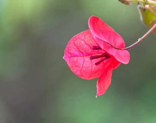Närbild Röd Blomma Bouganville — Stockfoto