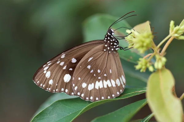 Close Van Een Insect Wilde Natuur — Stockfoto