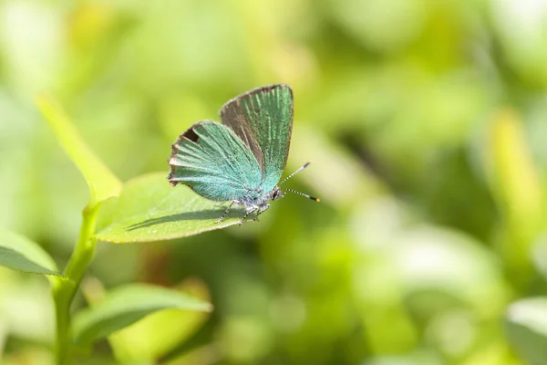 Porte Cheveux Mûres Porte Cheveux Verts Callophrys Rubi Macro Shot — Photo