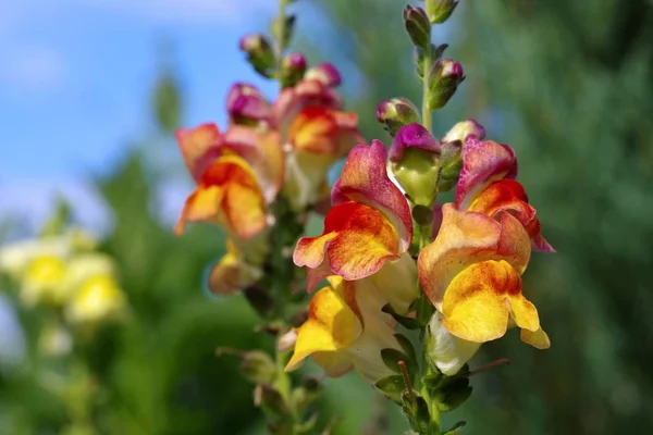 Snapdragon Kwiaty Ogrodzie Letnim Kwiat Snapdragon Ogrodzie Letnim — Zdjęcie stockowe