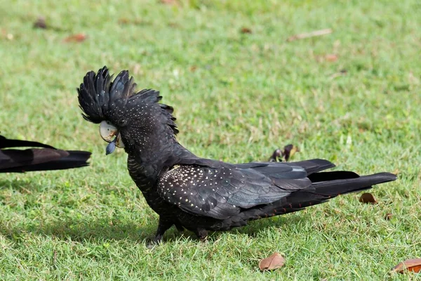 Vista Panorâmica Belo Pássaro Kakadu — Fotografia de Stock