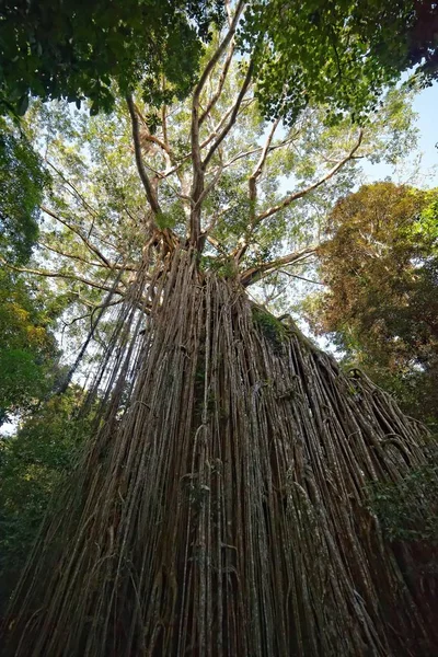 イチジクの木の根森 — ストック写真