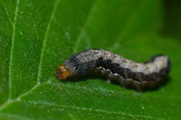 Insecte Chenille Petit Ver — Photo