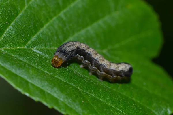 Insecte Chenille Petit Ver — Photo