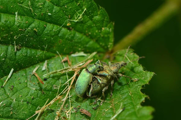 Gros Plan Bug Nature Sauvage — Photo